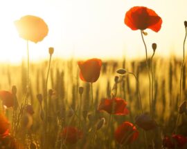 Feld mit Mohnblumen