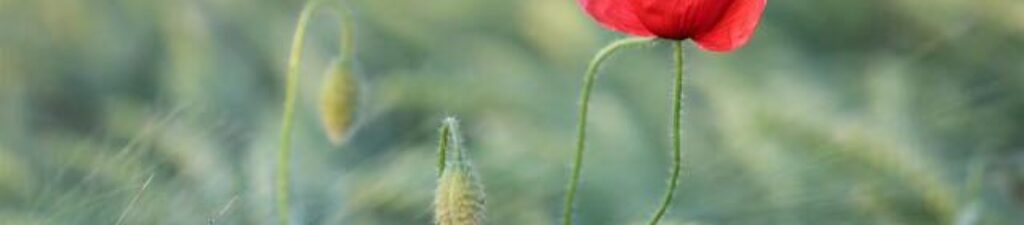 Einzelne Mohnblume in einem Feld.