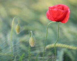 Einzelne Mohnblume in einem Feld.