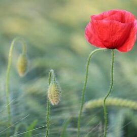 Einzelne Mohnblume in einem Feld.